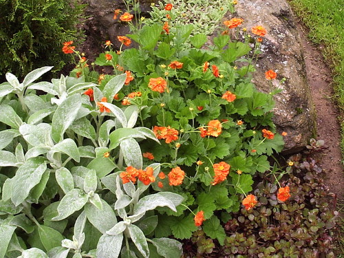 Geum chiloense